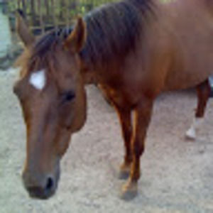 Meet your Posher, Damaged